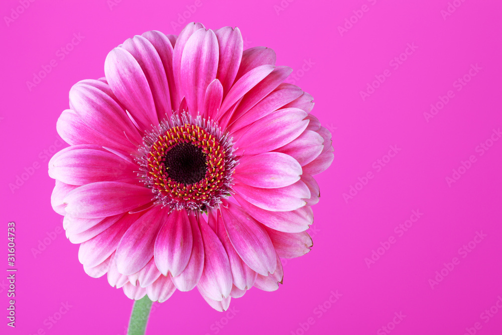 Pink flower on background Pink flower on background