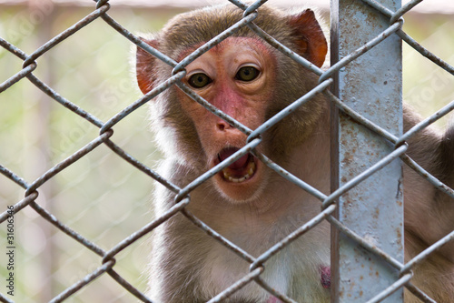 sad monkey © lavoview