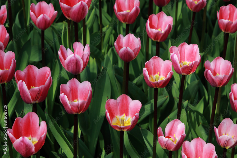 pattern of rose tulips pattern of rose tulips