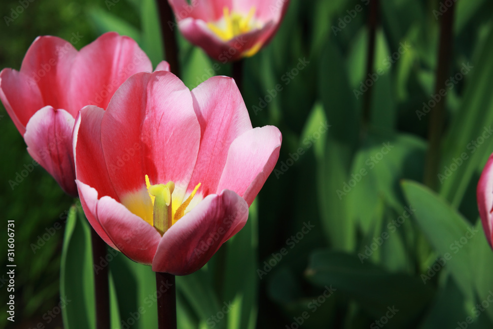 Fototapeta premium rose tulip