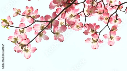 Pink dogwood blossoms
