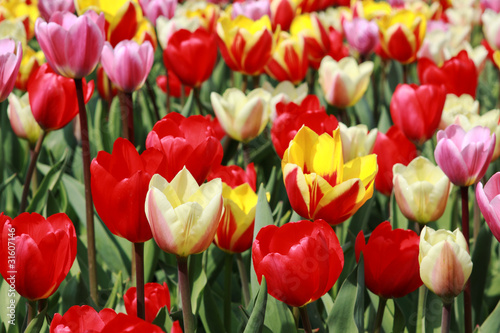 variety og tulip's colors
