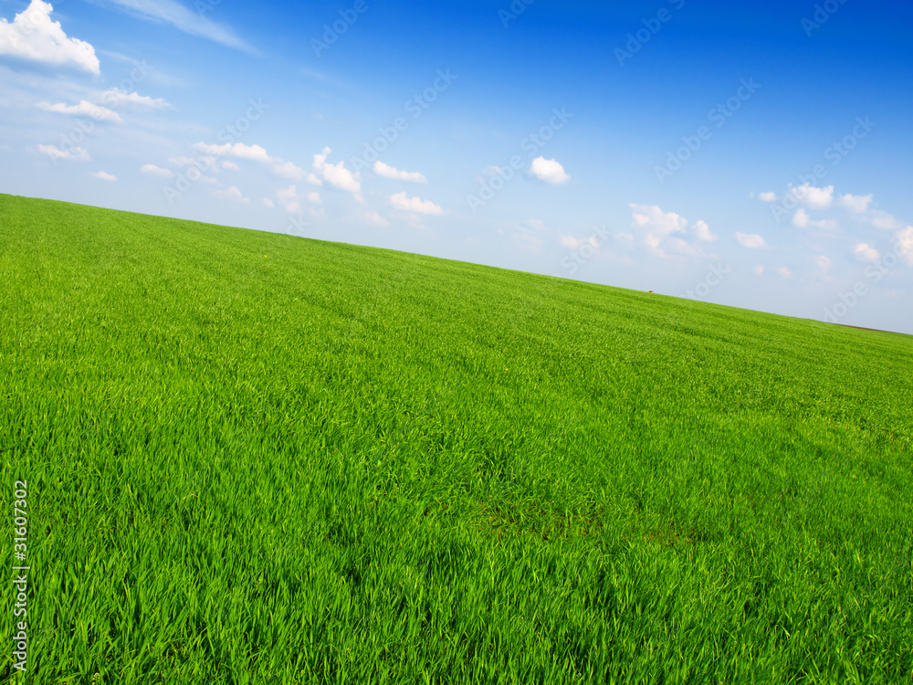 fresh green grass with bright blue sky