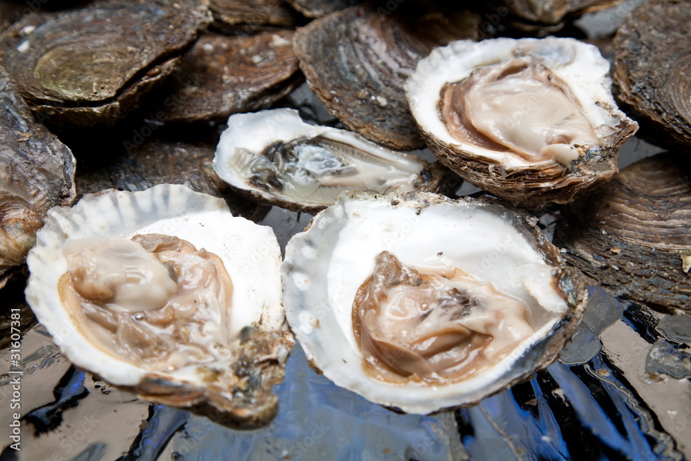 Fresh oysters are laid out on the ice. Fresh oysters are laid out on the ice.