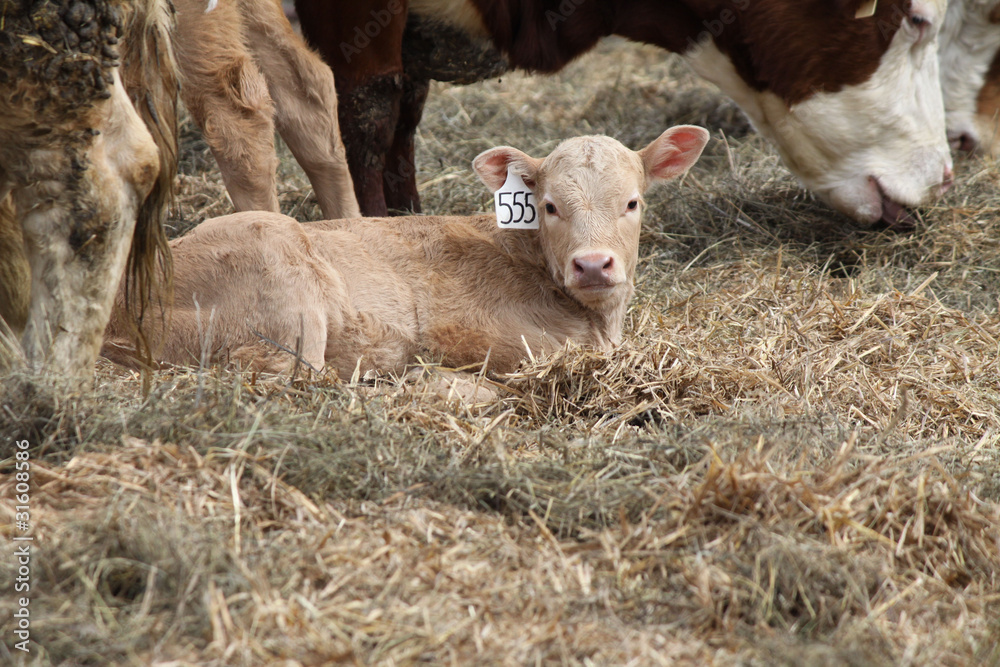 Cows-Calf in Pen Cows-Calf in Pen