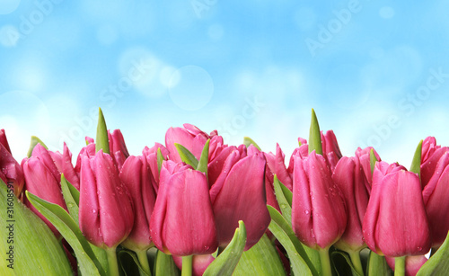 Fresh spring tulips with blur sky background