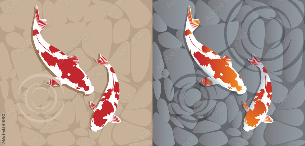 Obraz premium A pair of coi fish