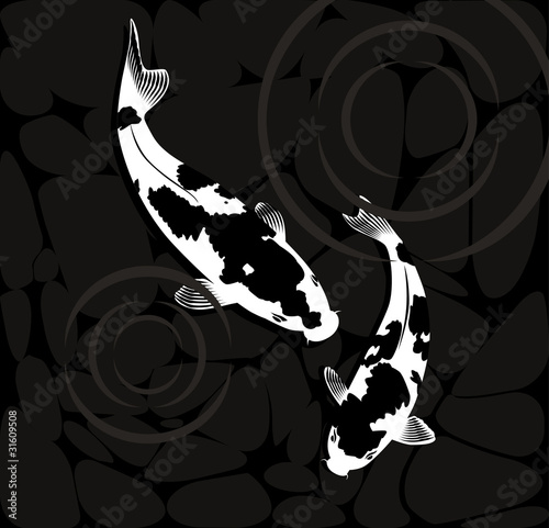 A pair of coi fish
