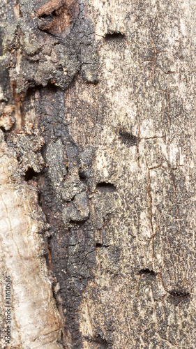 Trace in wood after the rare beetle Agrilus mendax photo