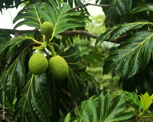 Breadfruit tree