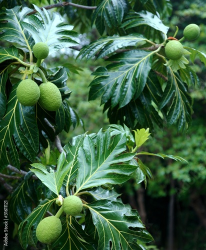 Breadfruit tree