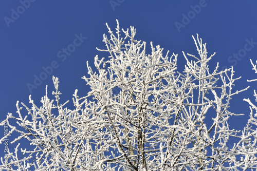frost, snow, scene, single, tree, winter © jurewicz