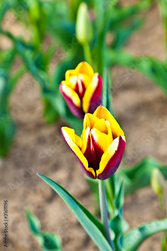 Fototapeta Naklejka Na Ścianę i Meble -  field with blooming colorful tulips