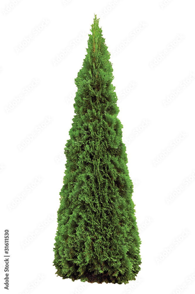 Fototapeta premium Thuja Occidentalis 'Smaragd' American Arborvitae, Isolated