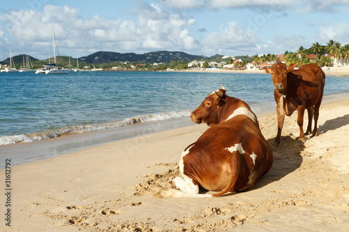 Till The Cows Get A Tan