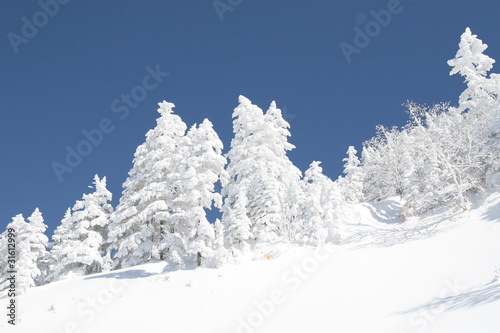 snow tree