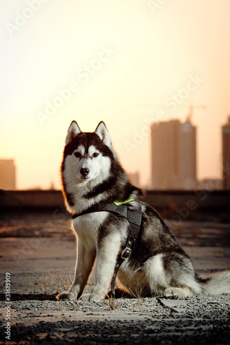 Fotografie siberian husky