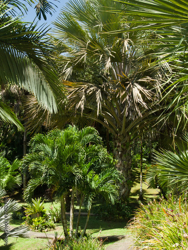Allée dans les palmiers dans le jardin botanique, Guadeloupe
