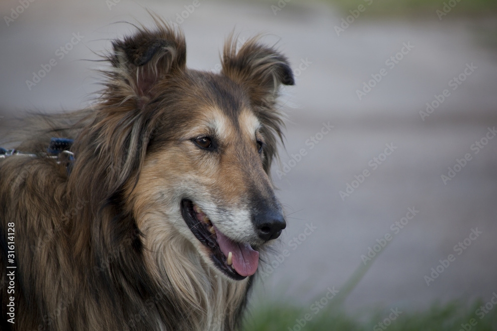 Man's best friend Man's best friend