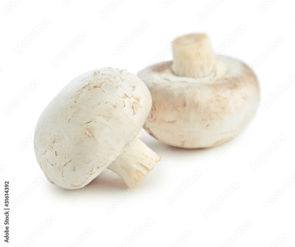 champignons isolated champignons isolated