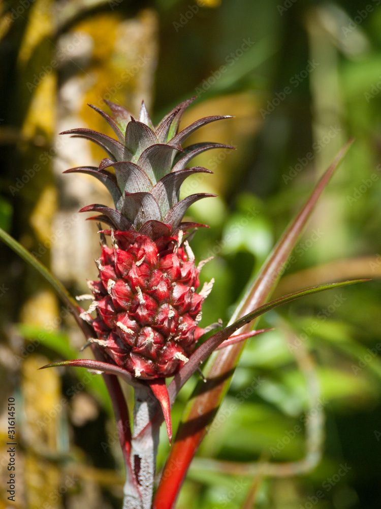 Ananas victoria sur son pied, Guadeloupe Ananas victoria sur son pied, Guadeloupe