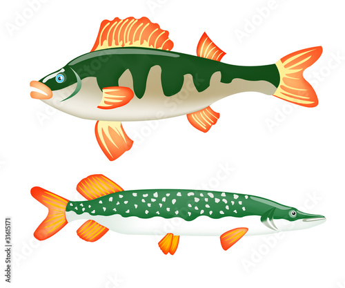 Two freshwater fish perch and pike