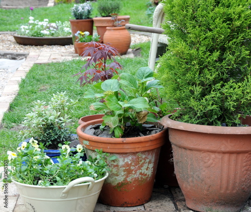 potted garden
