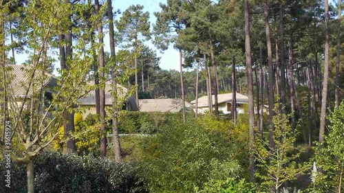 Wallpaper Mural View of urbanization in pine forest Torontodigital.ca