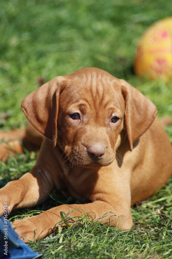 Magyar Vizsla Welpe Magyar Vizsla Welpe