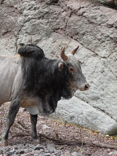 Taureau dans le désert djiboutien