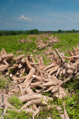 Harvested cassava root