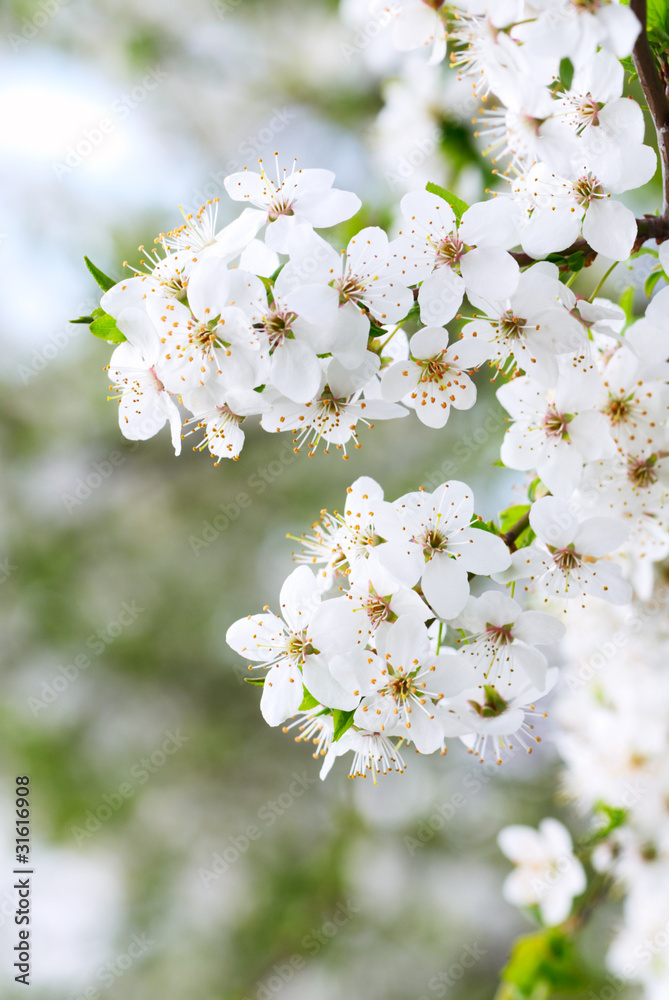 Blooming spring tree background