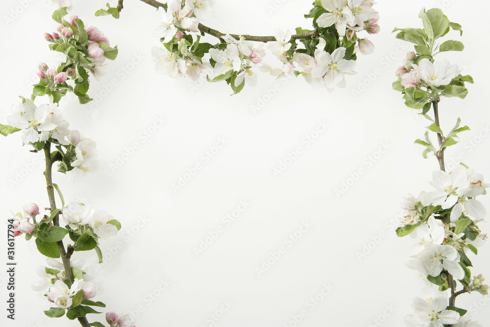 Fototapeta premium branches de pommiers en fleurs