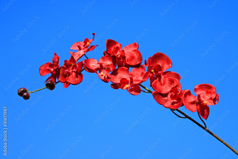 Obraz premium red Orchid against blue sky