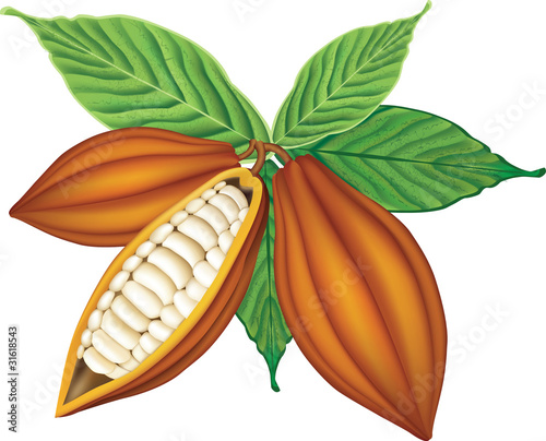Cocoa beans with green leaves.