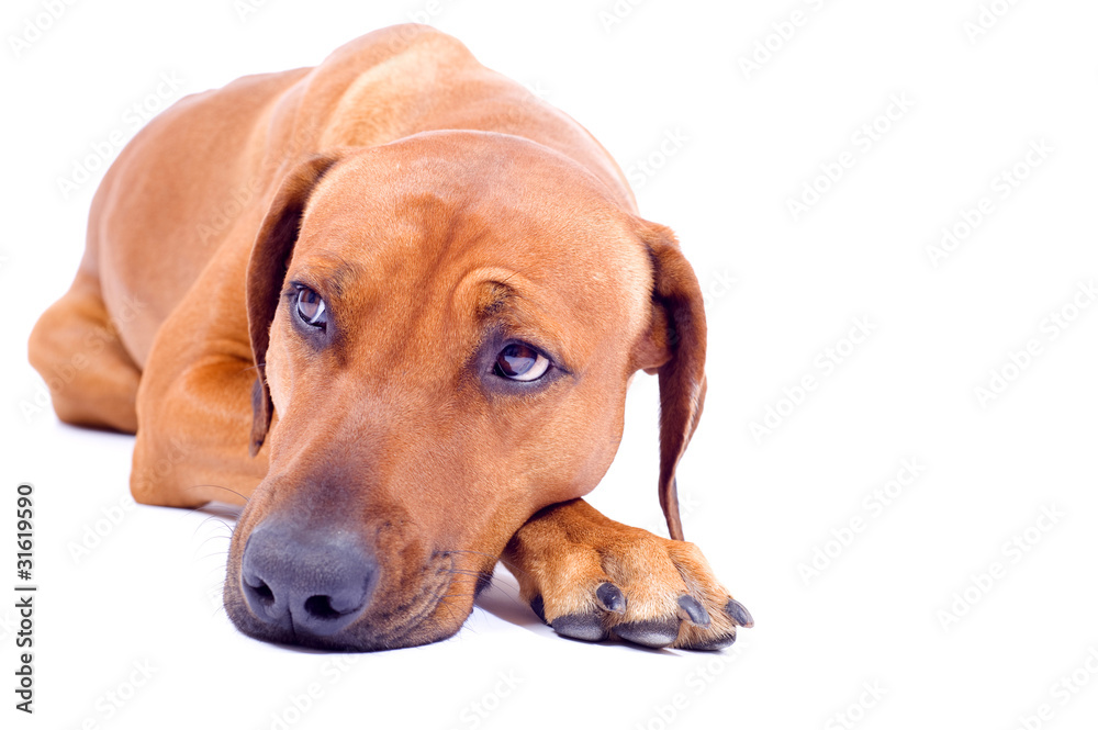 rgodesian ridgeback hound dog isolated on white