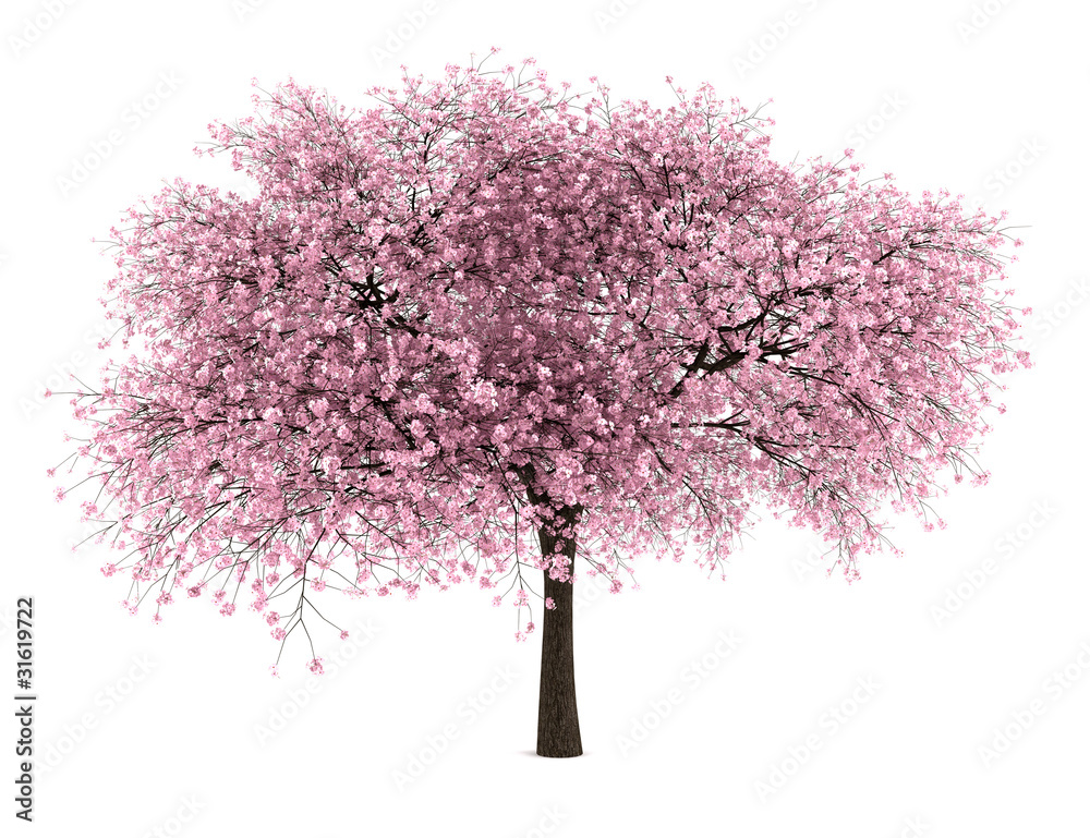 Fototapeta premium wiśniowe drzewo na białym tle