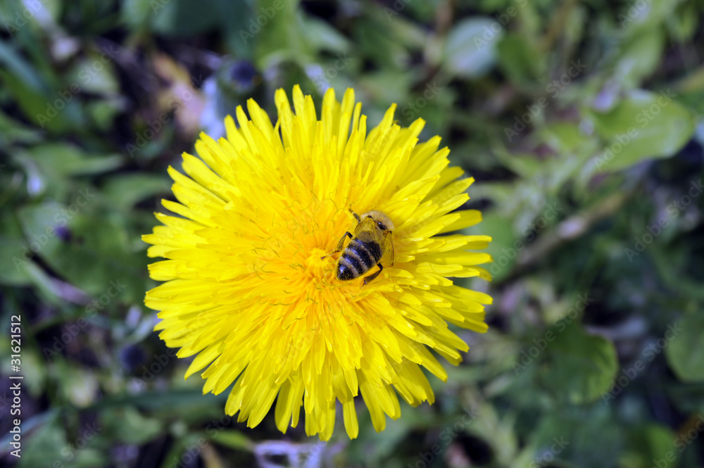 Löwenzahn_5117