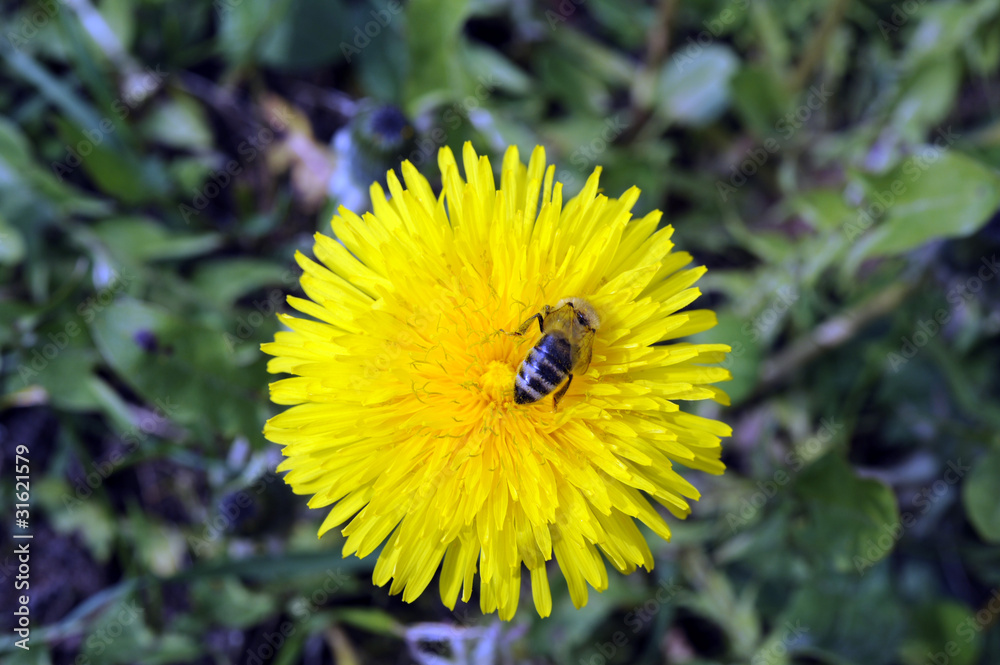 Obraz premium Löwenzahn_5115