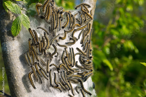 Tent Caterpillars photo