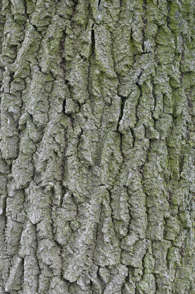 bark of old tree bark of old tree