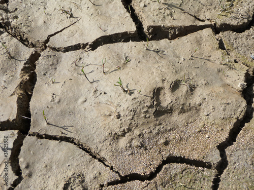 Cracked Dry Soil