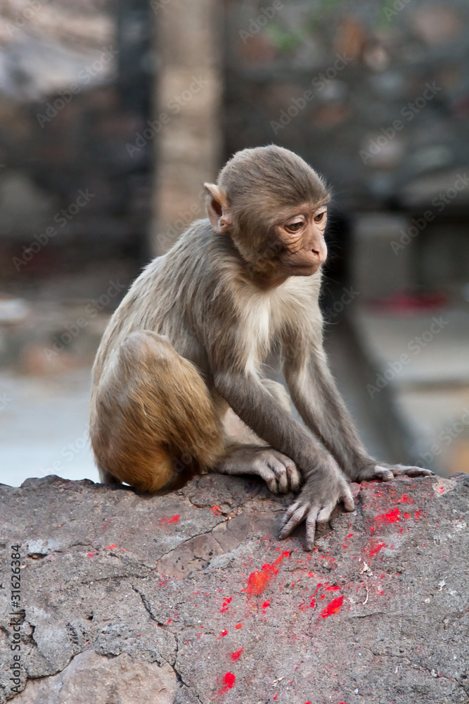 Fototapeta premium Świątynia małp w Galcie, Indie
