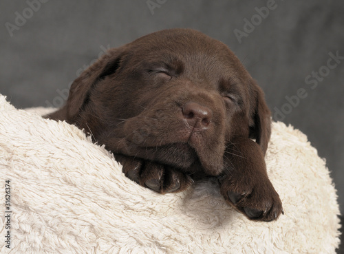 LABRADOR CUCCIOLO 60 GG.