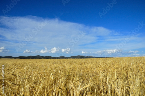 campo de cebada photo