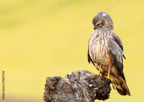 Aguilucho Cenizo Hembra 952 photo