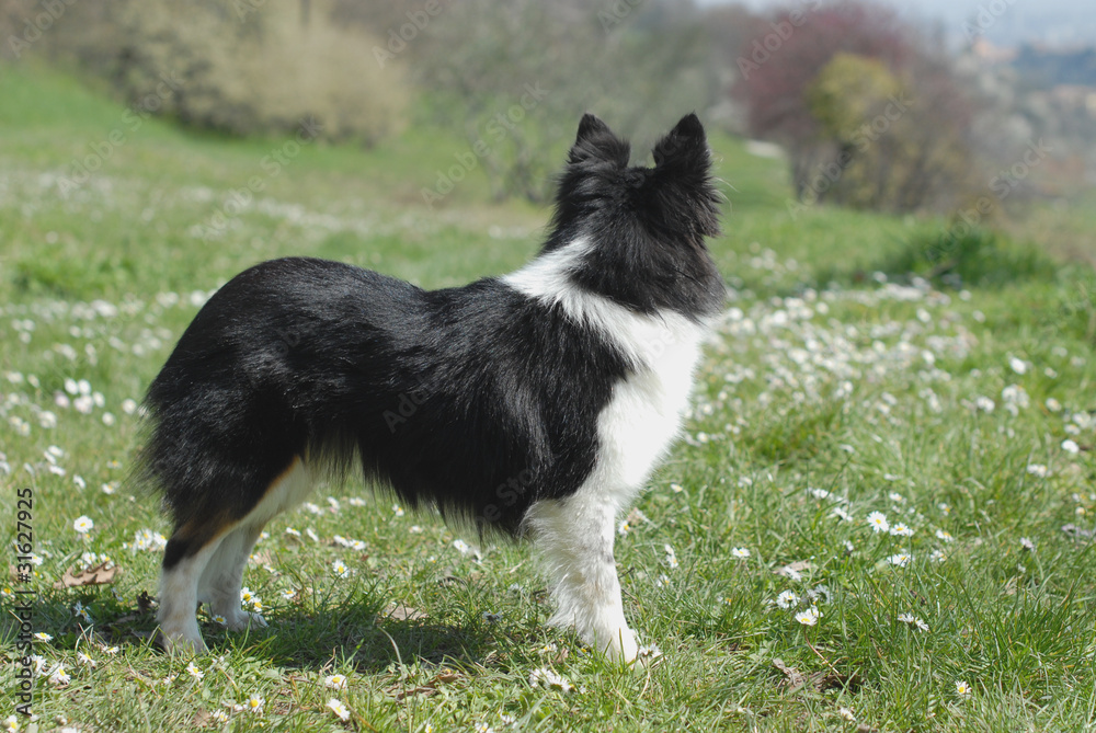 Obraz premium SHETLAND.