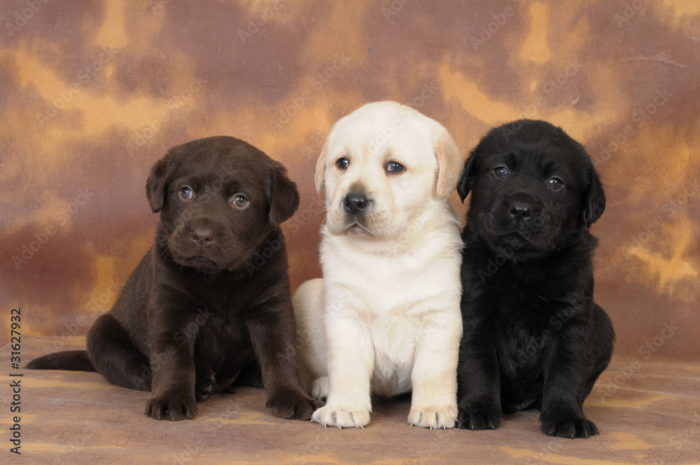 Fototapeta premium LABRADOR CUCCIOLO 60 GG.