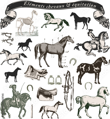 éléments chevaux et équitation