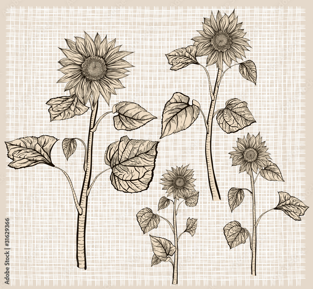 Fototapeta premium Sunflowers. Isolated objects